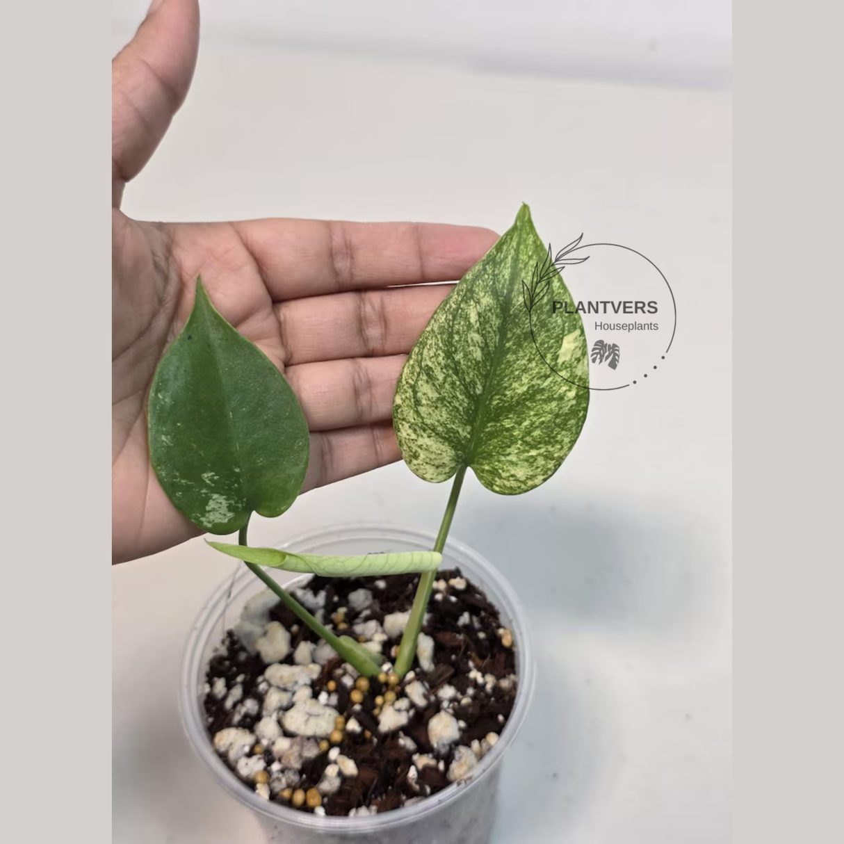 Super Rare Monstera Deliciosa Mint Live Plant - Tropical Plants - Stunning Variegated EXACT Monstera Plant - Collector's Aroid - US Seller