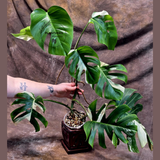 Variegated Monstera Albo - Rare Collector White Monstera Albo Borsigiana - Mature Plant - EXACT Plant - US Seller