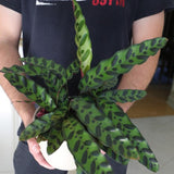 Calathea Lancifolia