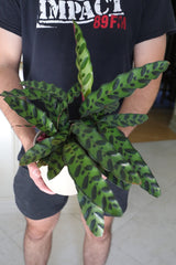 Rare Calathea Lancifolia in 5" Nursery Pot - Air purifier plant - Rare Houseplant