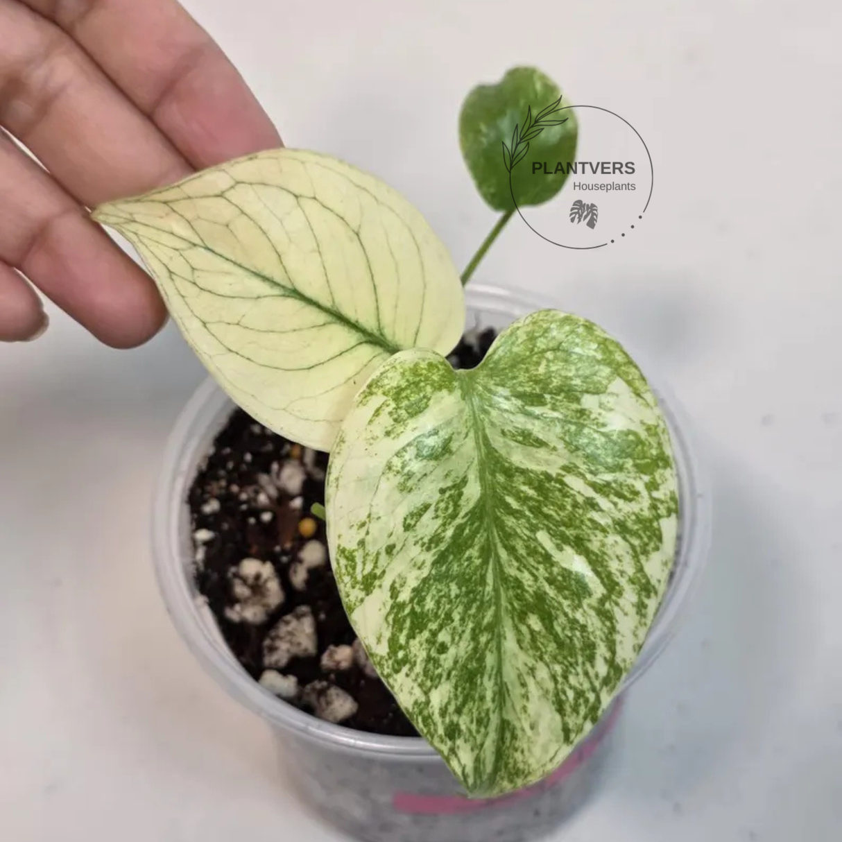 Super Rare Monstera Deliciosa Mint Live Plant - Tropical Plants - Stunning Variegated EXACT Monstera Plant - Collector's Aroid - US Seller