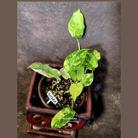 Variegated Burle Marx Philodendron - EXACT Plant - US Seller - (6-5-27)