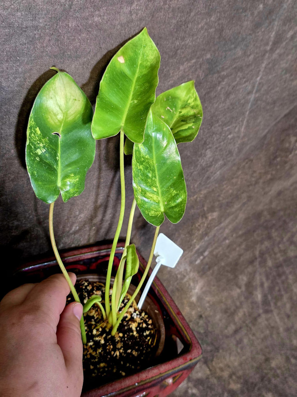 Variegated Burle Marx Philodendron - EXACT Plant - (6-5-25)