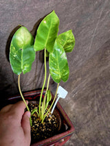 Variegated Burle Marx Philodendron - EXACT Plant - (6-5-25)