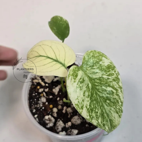 Super Rare Monstera Deliciosa Mint Live Plant - Tropical Plants - Stunning Variegated EXACT Monstera Plant - Collector's Aroid - US Seller