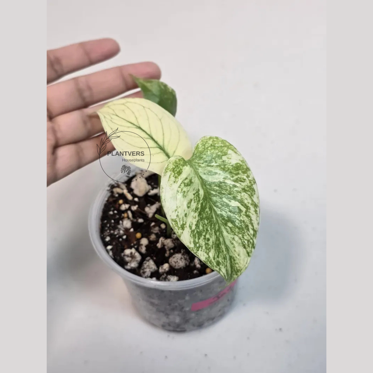 Super Rare Monstera Deliciosa Mint Live Plant - Tropical Plants - Stunning Variegated EXACT Monstera Plant - Collector's Aroid - US Seller