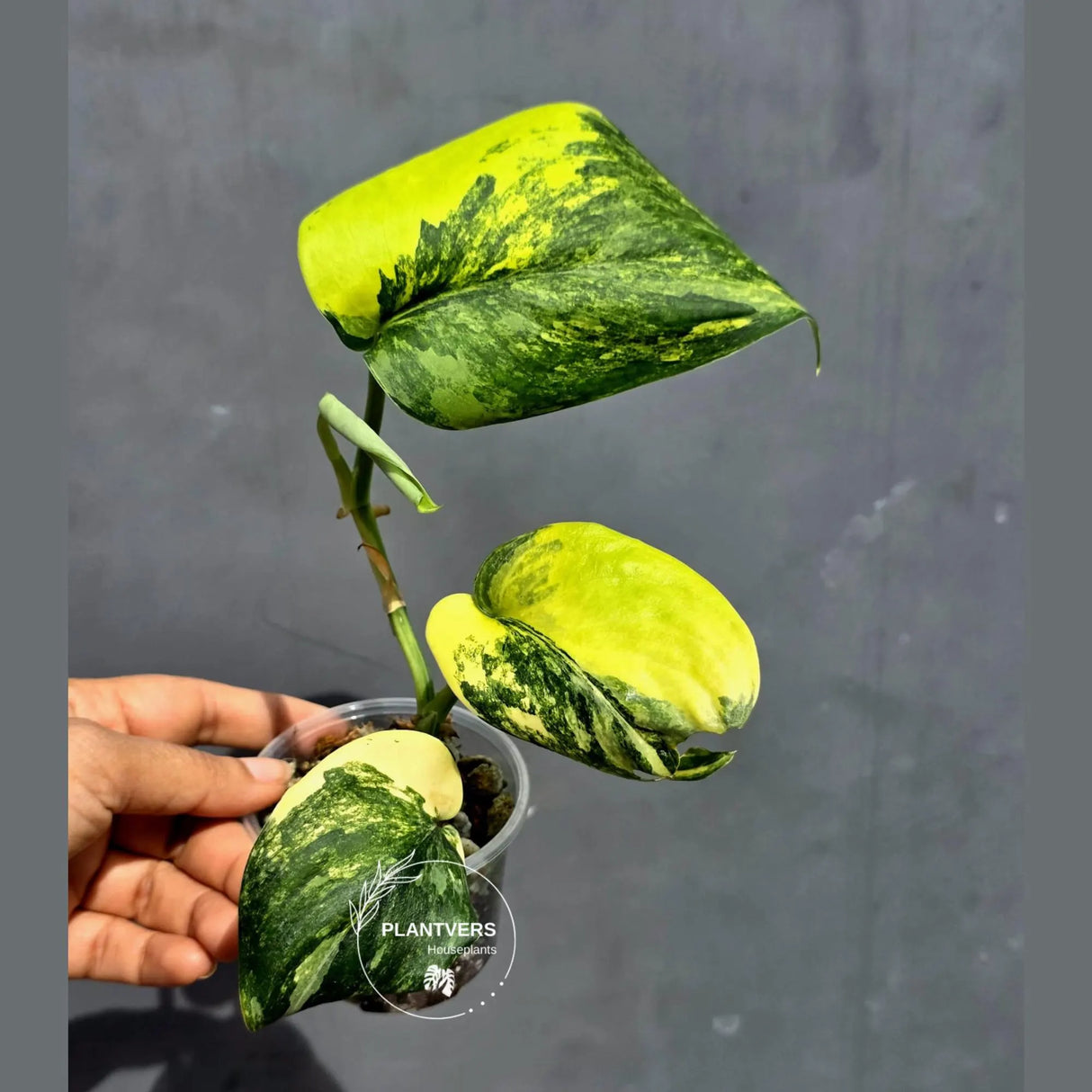 Scindapsus Jade Satin Variegated - Yellow Variegation - (June-22-08)