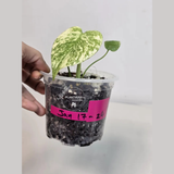 Super Rare Monstera Deliciosa Mint Live Plant - Tropical Plants - Stunning Variegated EXACT Monstera Plant - Collector's Aroid - US Seller