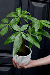 Real Money Tree Plant in a 3" Nursery Pot - Good Luck Tree