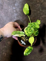 Variegated Burle Marx Philodendron - EXACT Plant - US Seller - (6-5-27)