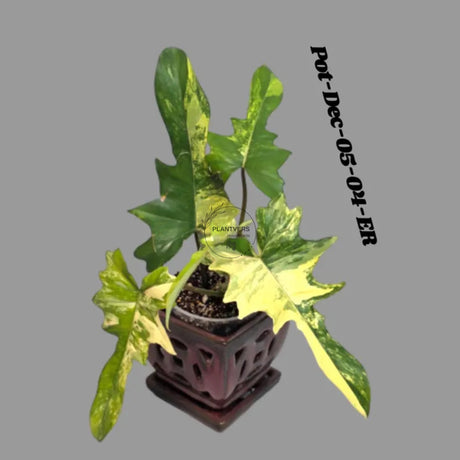 Variegated Philodendron Florida Beauty x Mayoi Exact Plant - Super RARE Live Plants - Stunning Hybrid Aroid with Marbled Foliage - US Seller