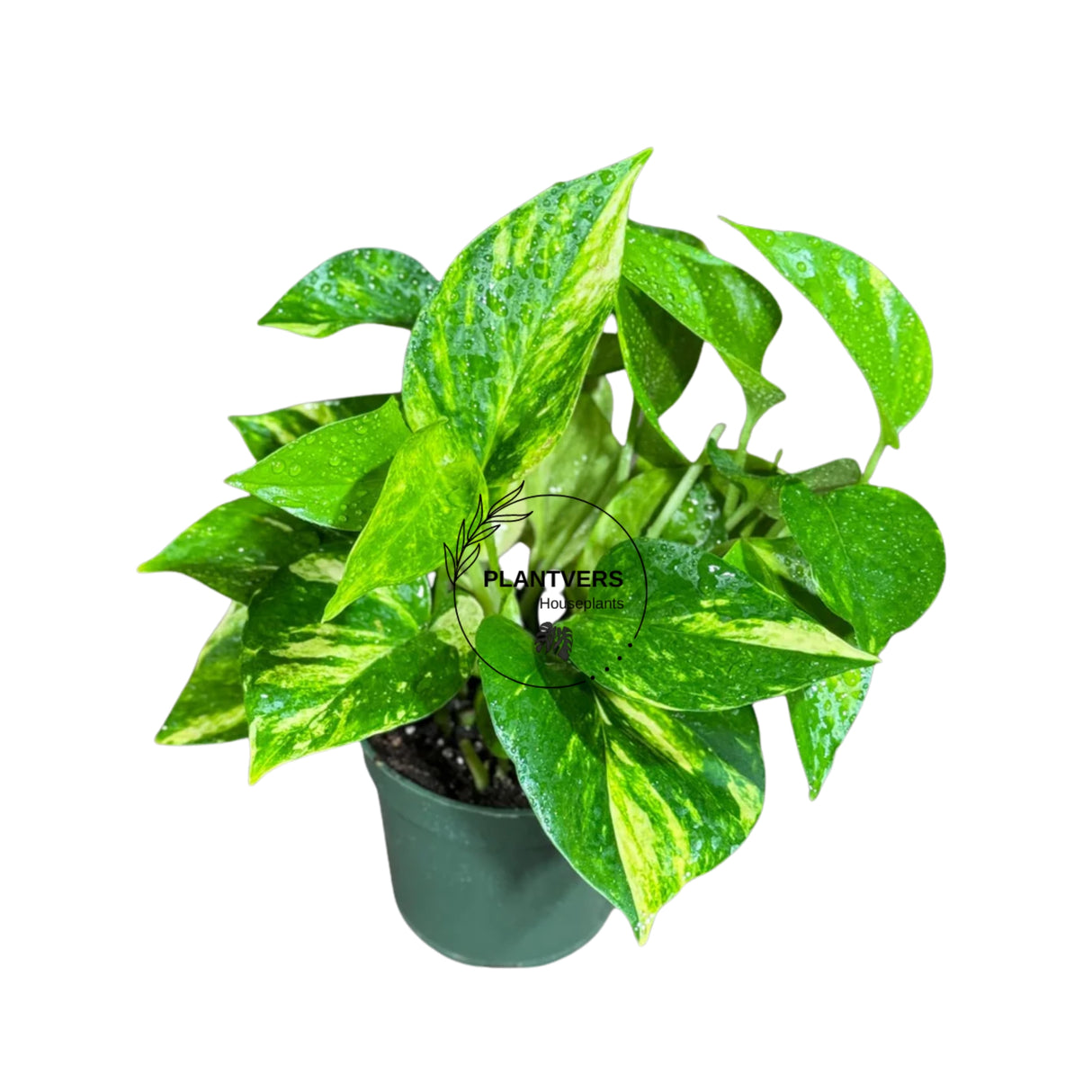 4" Golden Pothos (Wholesale Indoor Plant Case of 10 Pots)