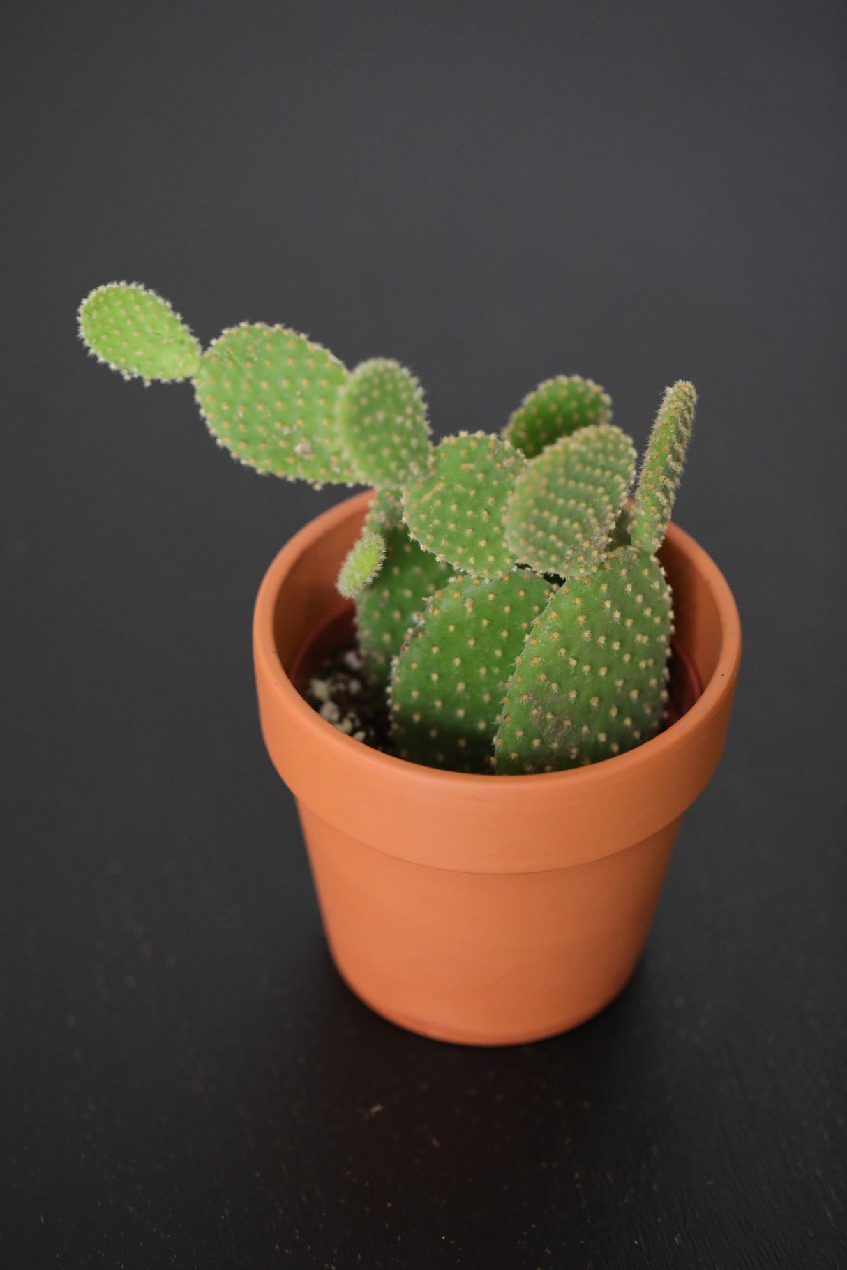 Bunny Ear Cactus - Mini Opuntia Microdasys Succulent Plant - Low Maintenance Indoor Cacti - Cactus Plant - Indoor Succulent