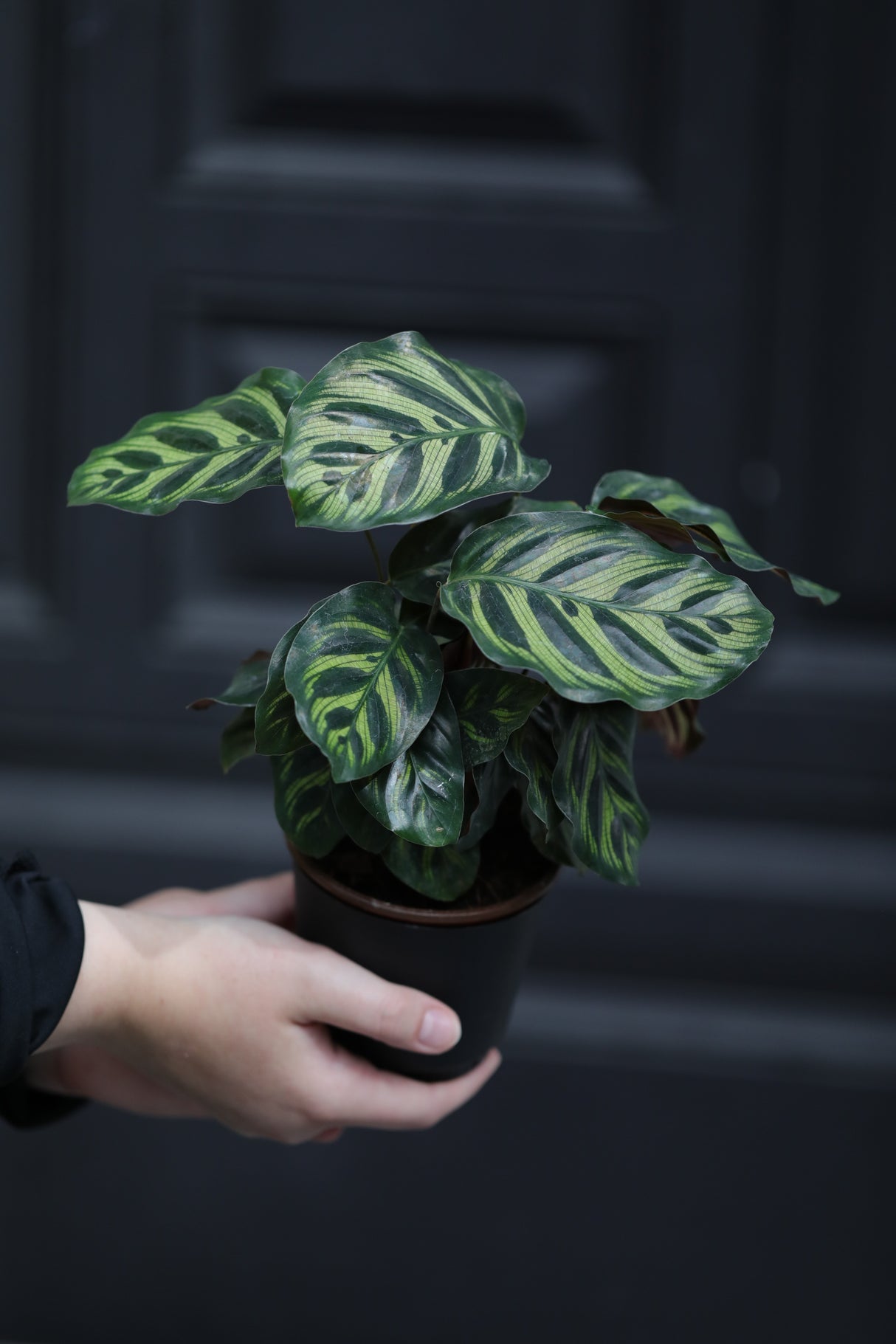 Rare Calathea Makoyana in a Nursery Pot