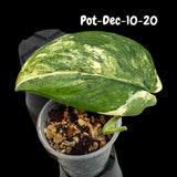 Variegated Scindapsus Jade Satin - Rare Aroid Houseplant with Velvet Leaves - Collector's Indoor Plant - Exact SAME Plant - US Seller