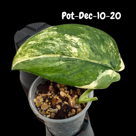 Variegated Scindapsus Jade Satin - Rare Aroid Houseplant with Velvet Leaves - Collector's Indoor Plant - Exact SAME Plant - US Seller