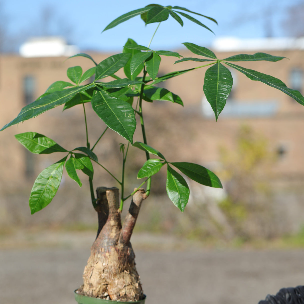 Large Money Tree Plant in a 6" Nursery Pot