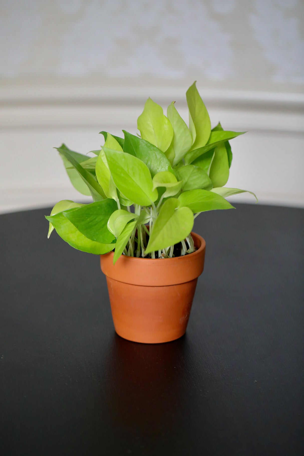 Neon Pothos Indoor Plant in a Nursery Pot