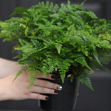 Davallia fejeensis 'Major' Fern in a 5" Nursery Pot - Live Fern Plant - Low light Air Purifying Plants