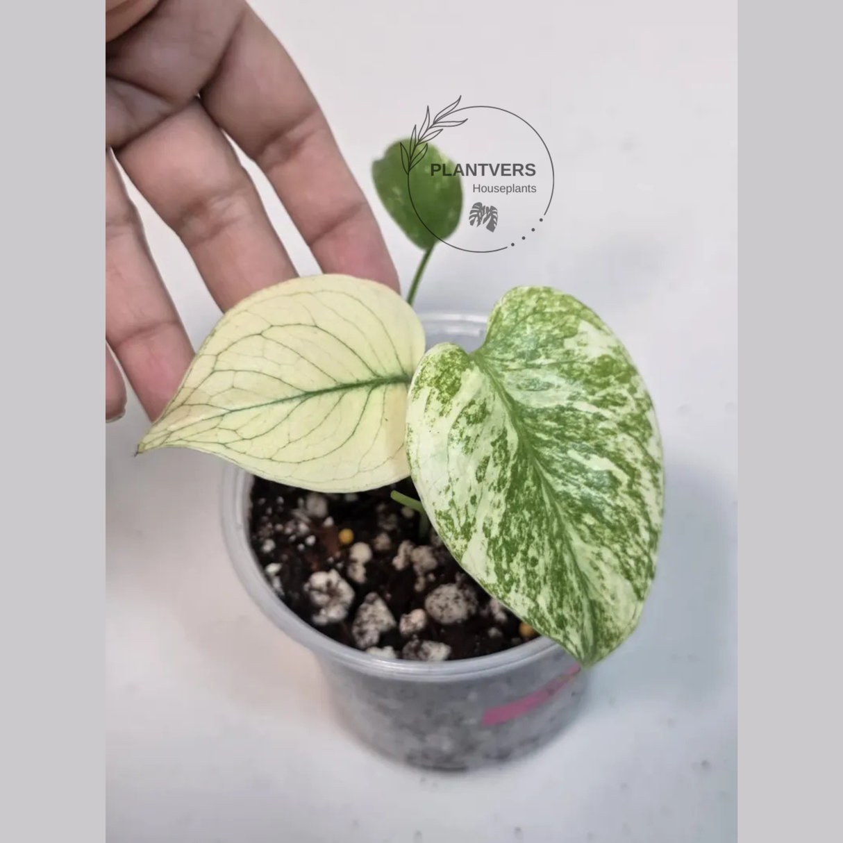 Super Rare Monstera Deliciosa Mint Live Plant - Tropical Plants - Stunning Variegated EXACT Monstera Plant - Collector's Aroid - US Seller