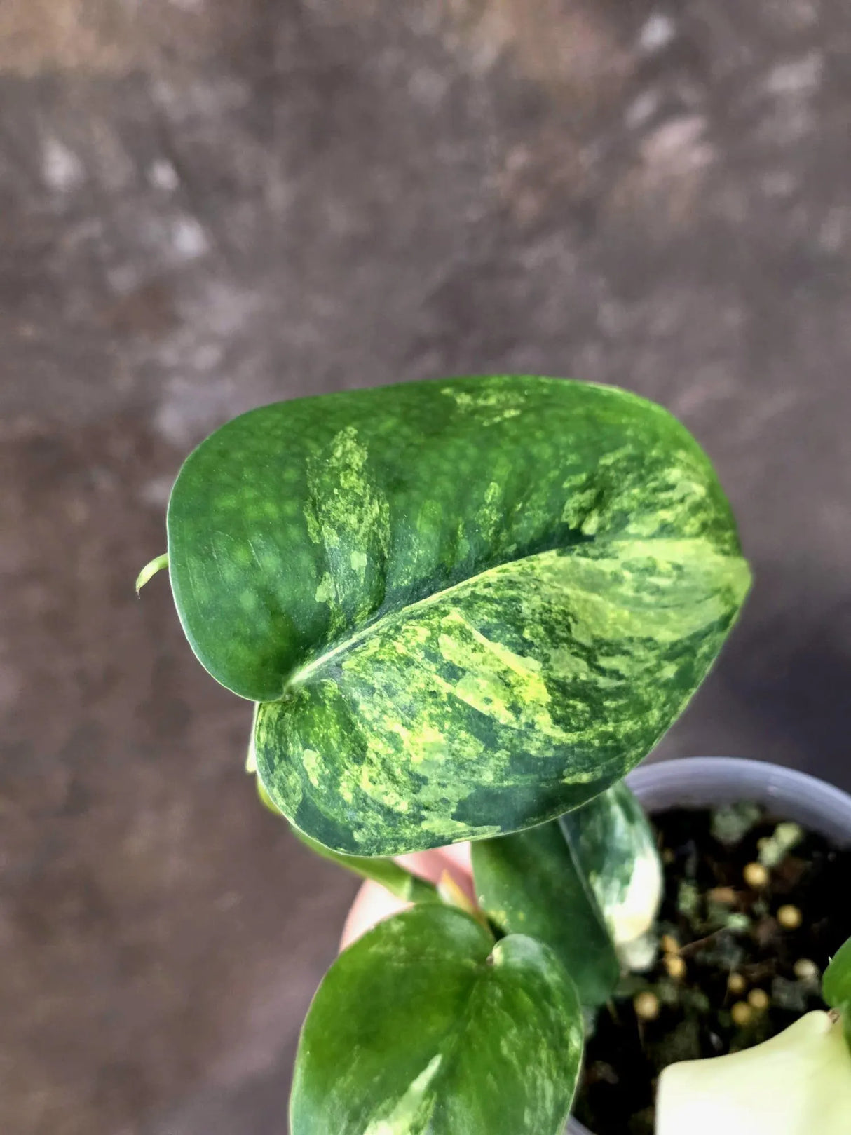 Scindapsus Jade Satin Variegated - Yellow Variegation - (June-21-67)