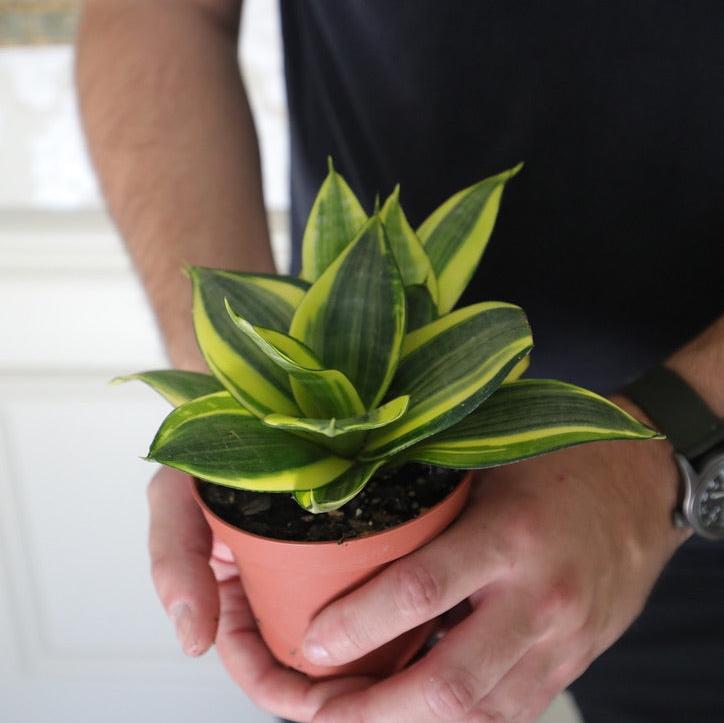 Sansevieria Golden Hanhii in 3” pot