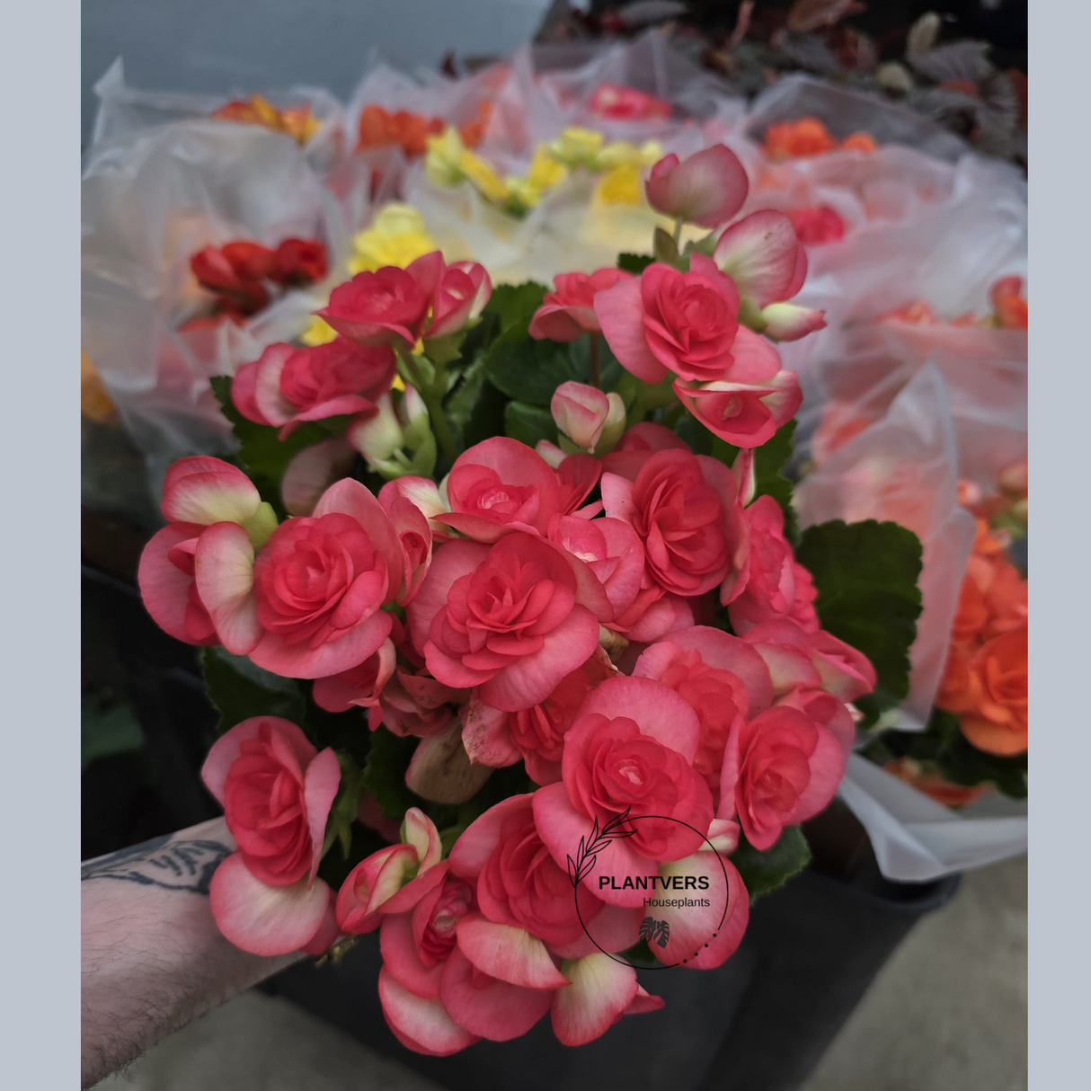 Rieger Begonia Plant in 5" Grow Pot - Flowering Indoor Houseplant - Colorful Blooming Begonia - Easy Care Gift Plant - Mother's Day Gift