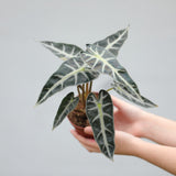 Alocasia Bambino Arrow in a 4" Nursery Pot