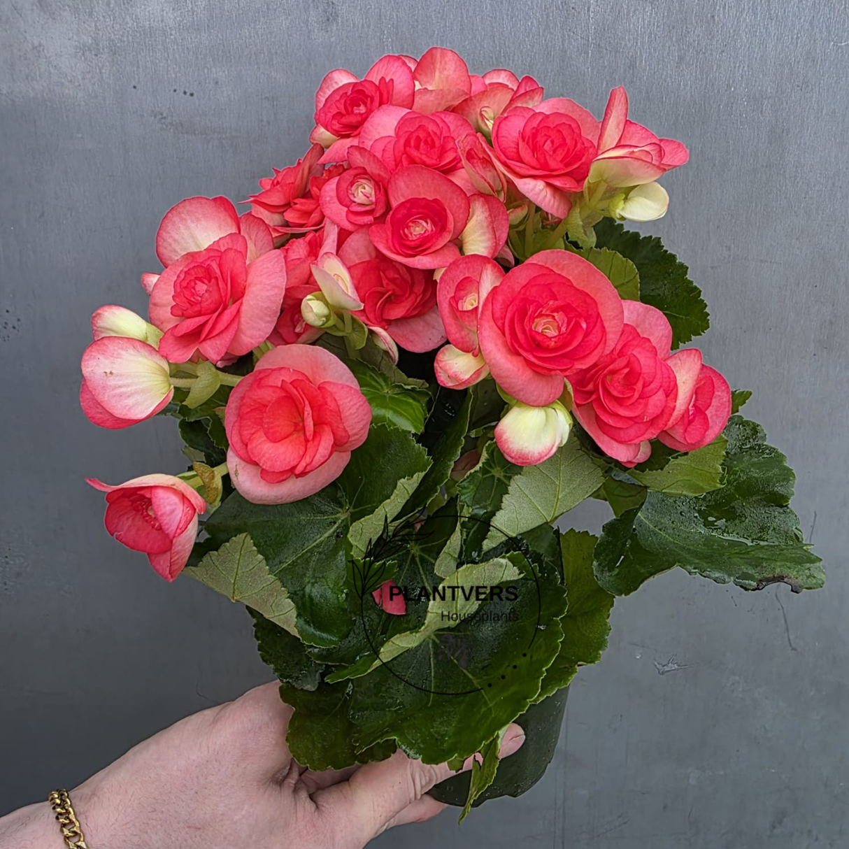 Rieger Begonia Plant in 5" Grow Pot - Flowering Indoor Houseplant - Colorful Blooming Begonia - Easy Care Gift Plant - Mother's Day Gift