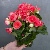 Rieger Begonia Plant in 5" Grow Pot - Flowering Indoor Houseplant - Colorful Blooming Begonia - Easy Care Gift Plant - Mother's Day Gift