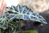 Alocasia Polly Plant in a 6" in Decorative Pot