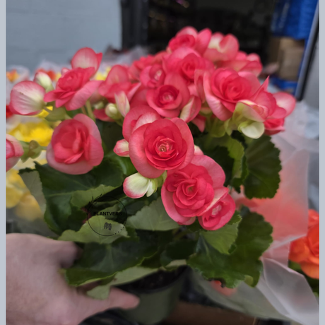 Rieger Begonia Plant in 5" Grow Pot - Flowering Indoor Houseplant - Colorful Blooming Begonia - Easy Care Gift Plant - Mother's Day Gift