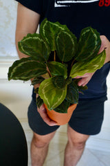 Calathea Roseopicta Medallion Plant in a 3" nursery pot