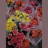 Rieger Begonia Plant in 5" Grow Pot - Flowering Indoor Houseplant - Colorful Blooming Begonia - Easy Care Gift Plant - Mother's Day Gift