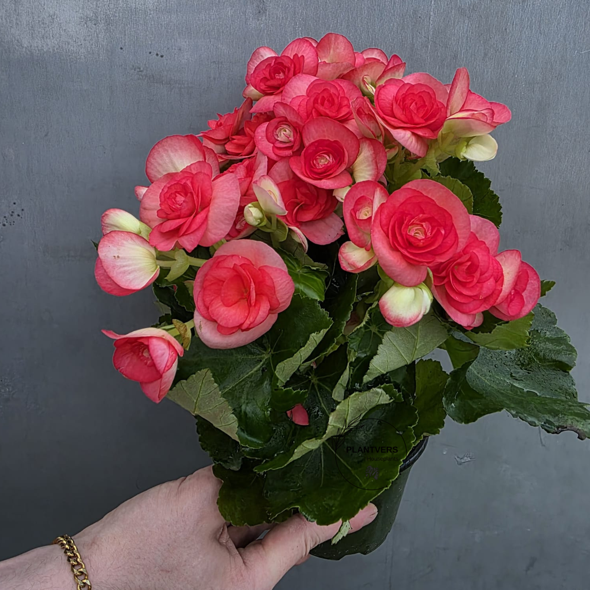 Rieger Begonia Plant in 5" Grow Pot - Flowering Indoor Houseplant - Colorful Blooming Begonia - Easy Care Gift Plant - Mother's Day Gift