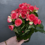 Rieger Begonia Plant in 5" Grow Pot - Flowering Indoor Houseplant - Colorful Blooming Begonia - Easy Care Gift Plant - Mother's Day Gift