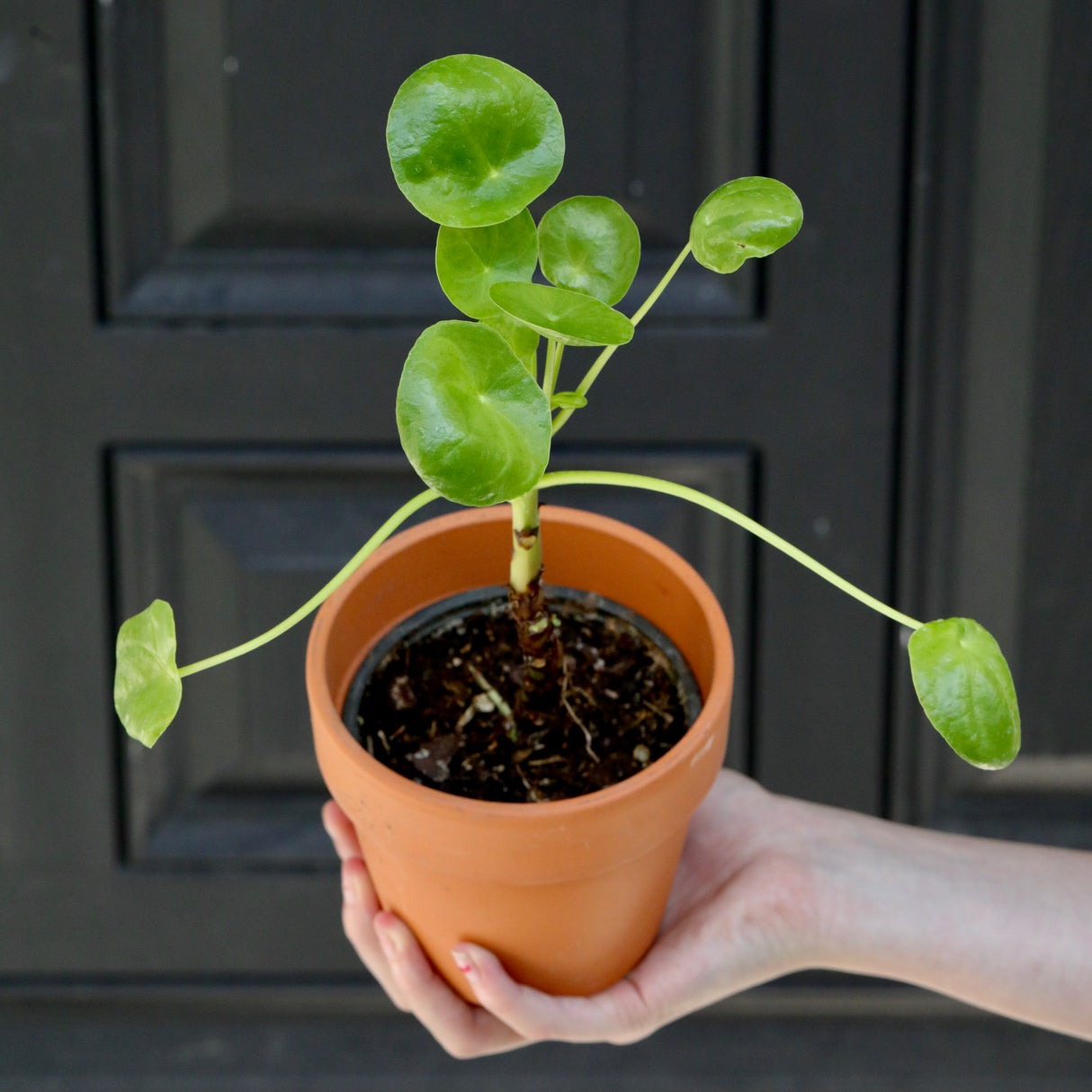 Chinese Money Plant in a 3" Nursery Pot