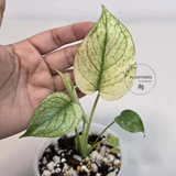 Super Rare Monstera Deliciosa Mint Live Plant - Tropical Plants - Stunning Variegated EXACT Monstera Plant - Collector's Aroid - US Seller