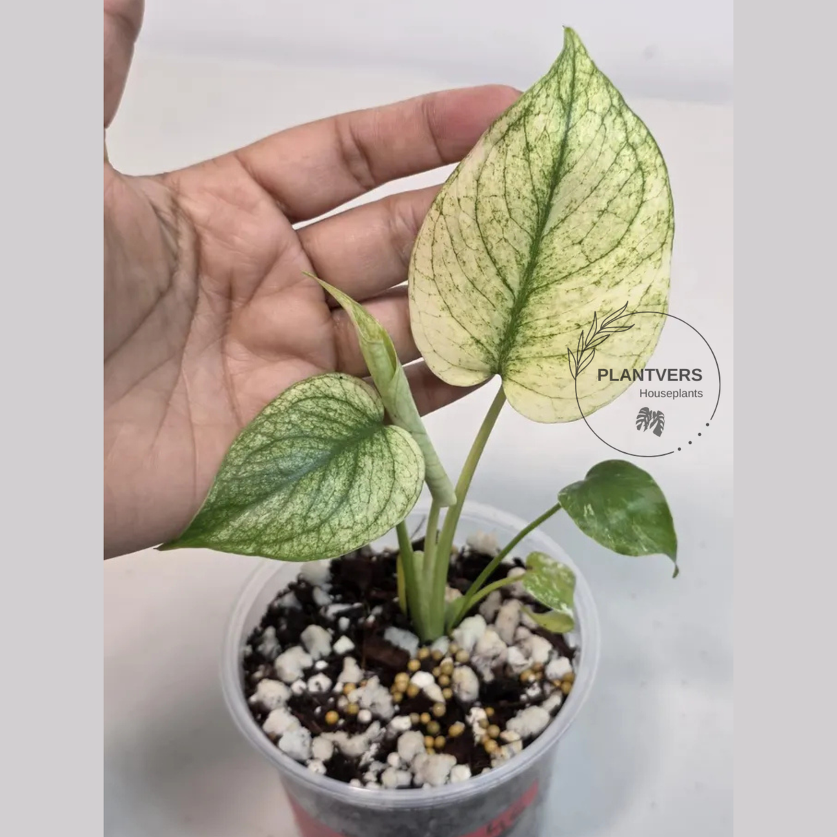 Super Rare Monstera Deliciosa Mint Live Plant - Tropical Plants - Stunning Variegated EXACT Monstera Plant - Collector's Aroid - US Seller