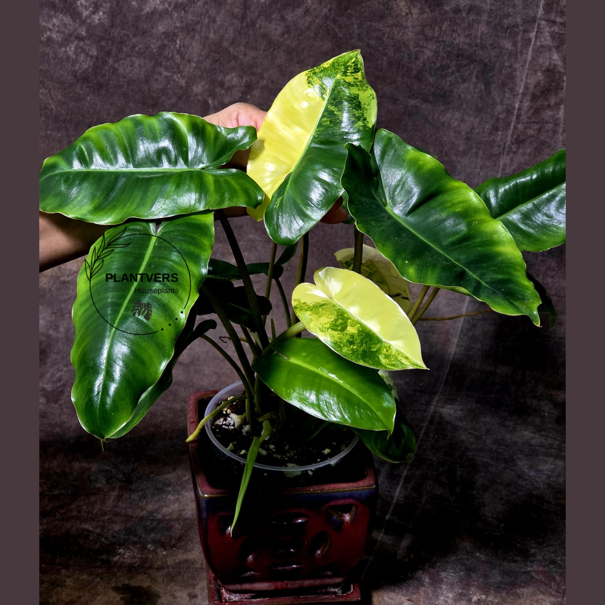 Variegated Burle Marx Philodendron Plant - Indoor & Outdoor Live Tropical House plant - SAME Potted Plant as Image - US Seller