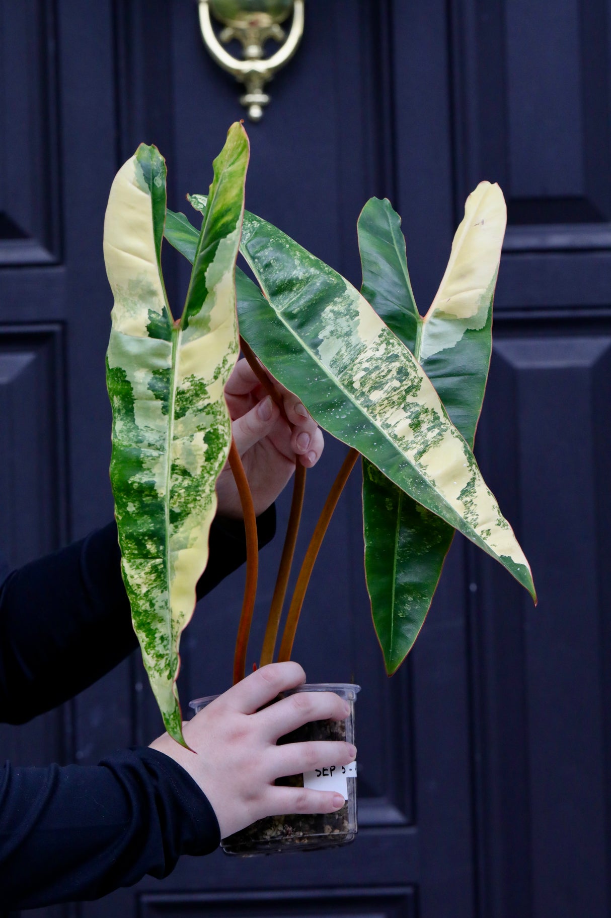 Billietiae Variegated Philodendron