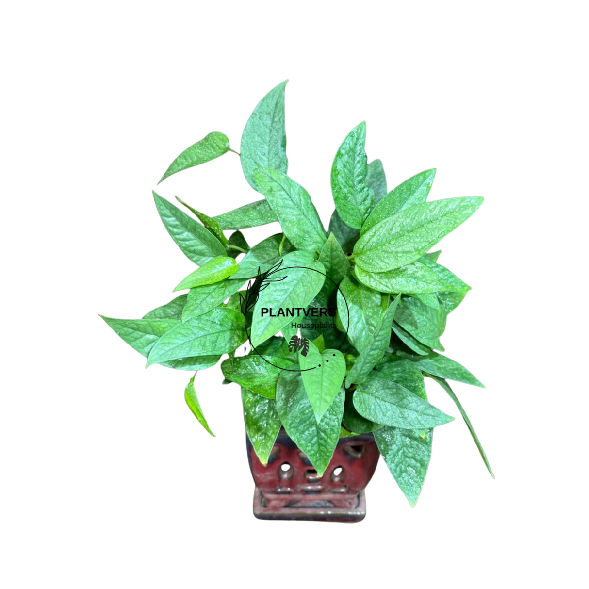 4" Cebu Pothos (Wholesale Indoor Plant Case of 10 Pots)