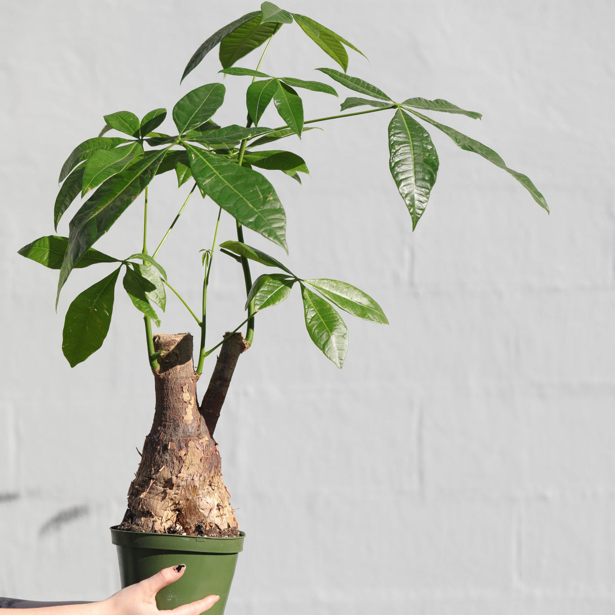 Large Money Tree Plant in a 6" Nursery Pot