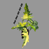 Variegated Philodendron Florida Beauty x Mayoi Exact Plant - Super RARE Live Plants - Stunning Hybrid Aroid with Marbled Foliage - US Seller