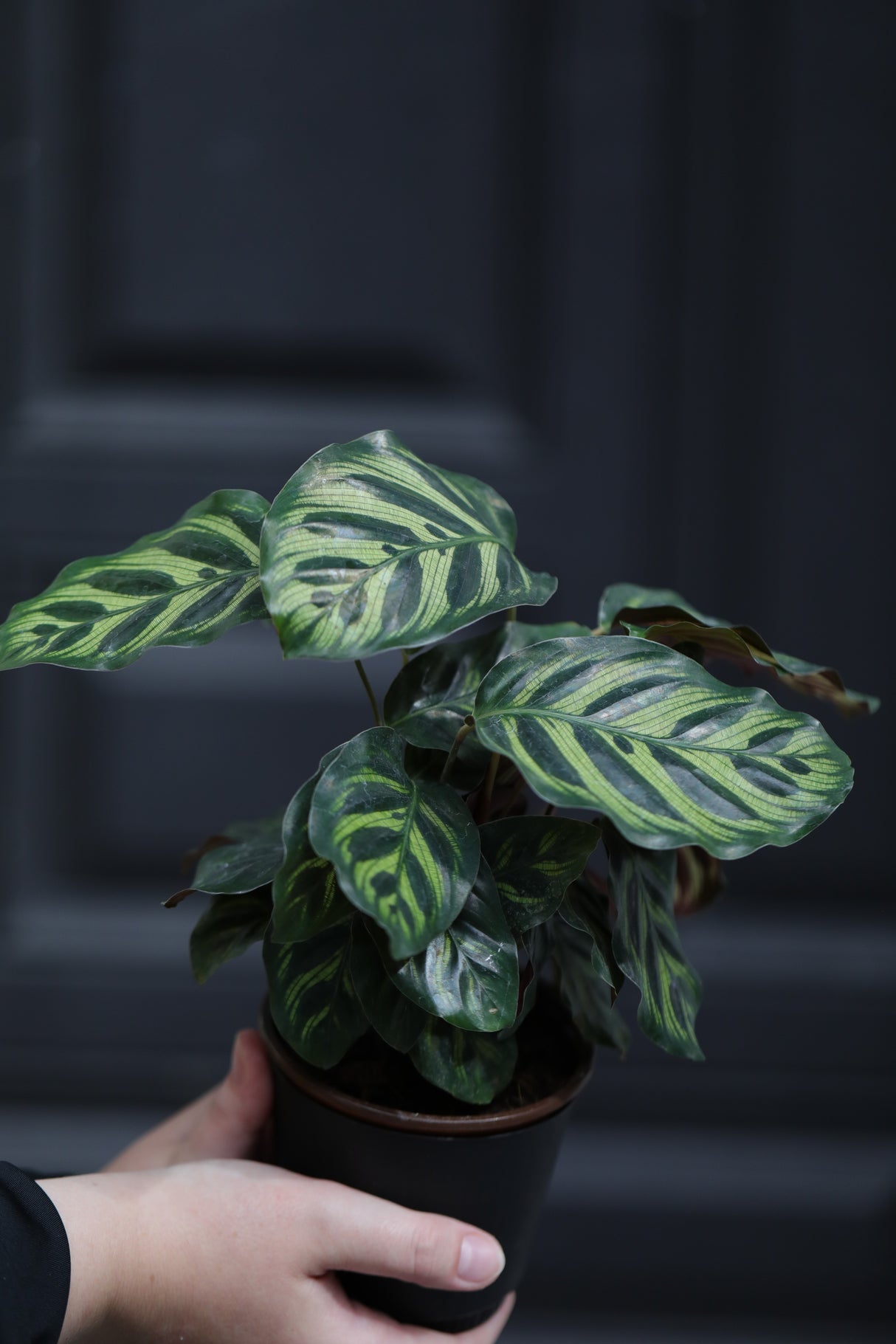 Rare Calathea Makoyana in a Nursery Pot