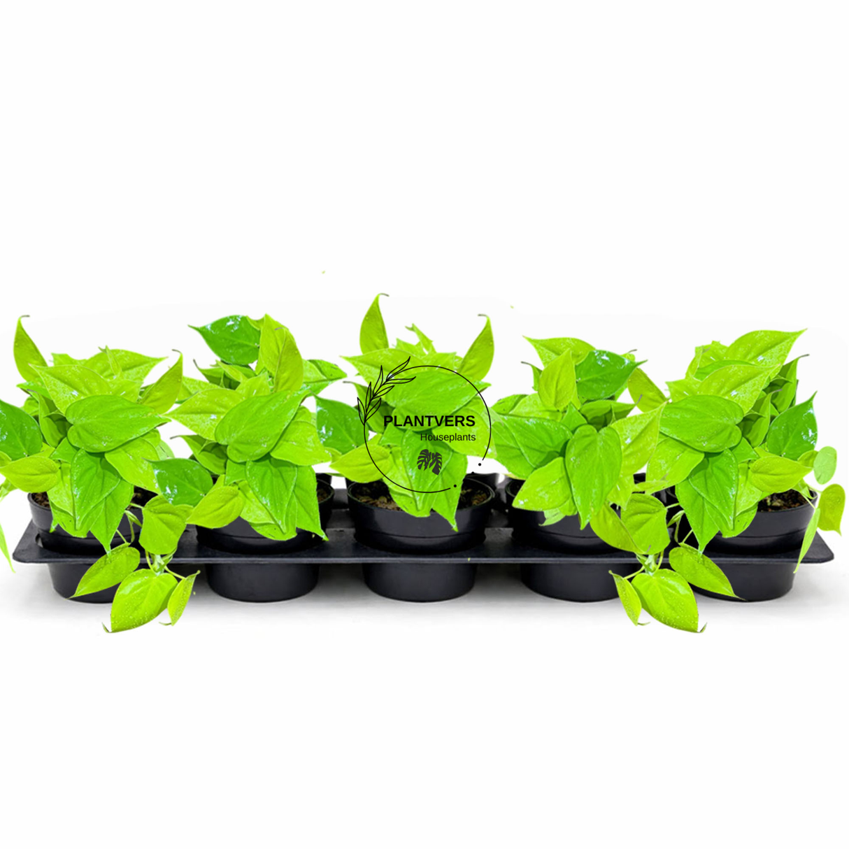 4" Lemon Lime Philodendron (Wholesale Indoor Plant Case of 10 Pots)