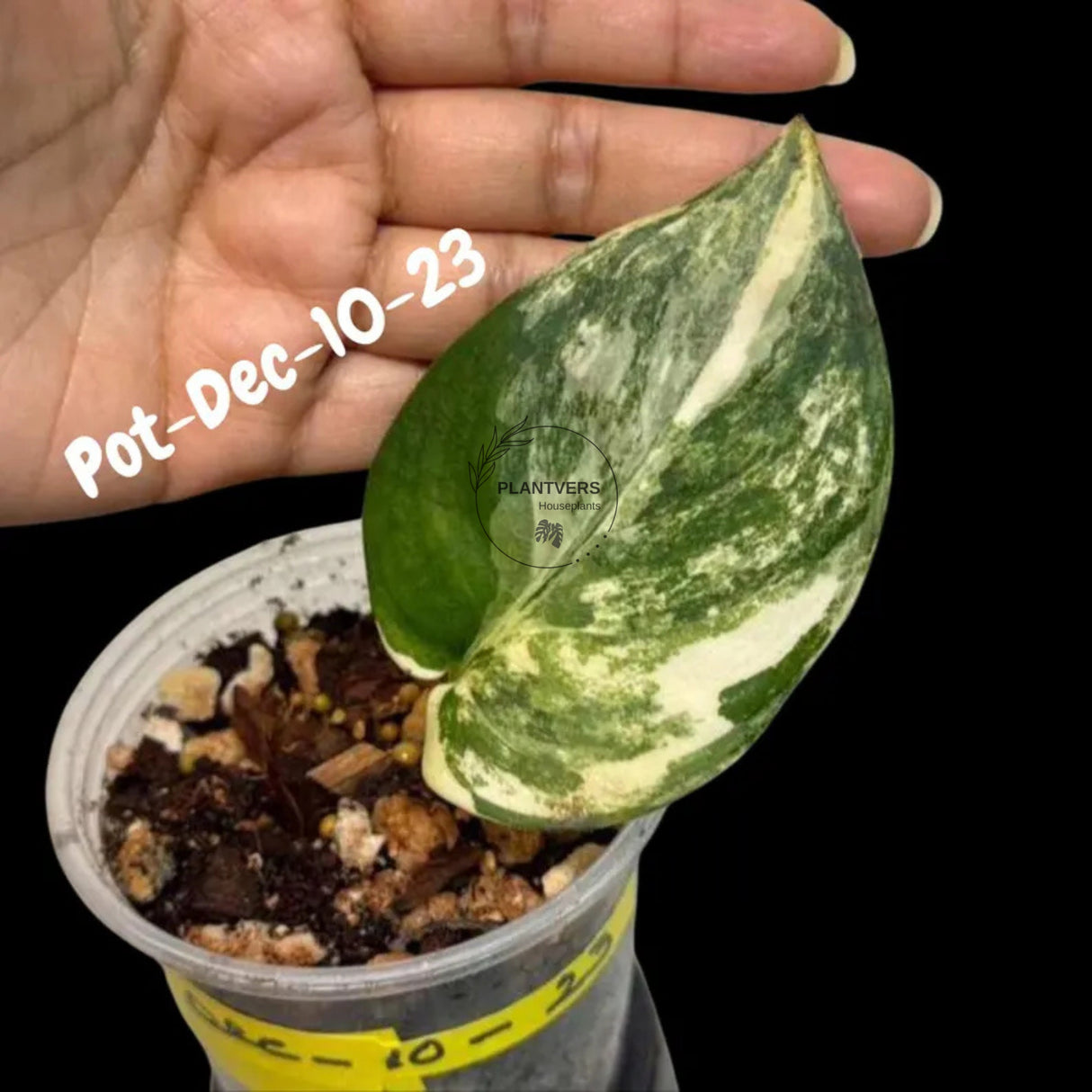 Variegated Scindapsus Jade Satin - Rare Aroid Houseplant with Velvet Leaves - Collector's Indoor Plant - Exact SAME Plant - US Seller