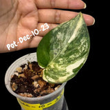 Variegated Scindapsus Jade Satin - Rare Aroid Houseplant with Velvet Leaves - Collector's Indoor Plant - Exact SAME Plant - US Seller