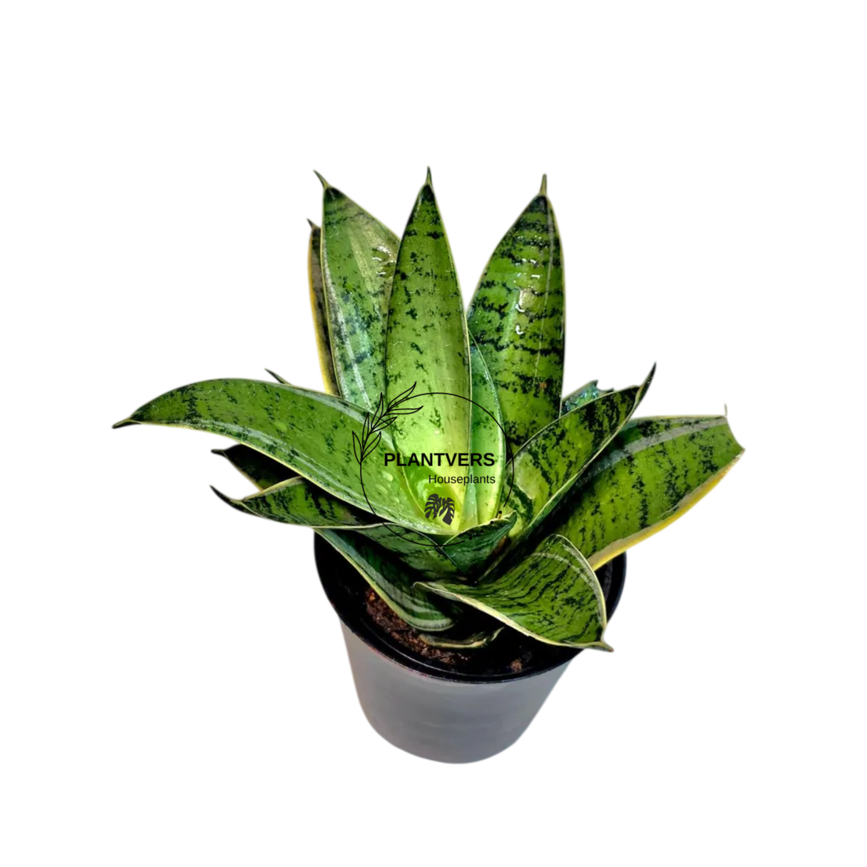 4” Sansevieria Hahnii Silver Star  ( Wholesale Indoor Plant Case of 10 Pots)