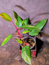 Variegated Philodendron Strawberry Shake Live Plant - EXACT Plant - (6-5-20)